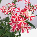 草花の苗/バーベナ:ミータン4号鉢植え