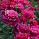 バラの苗/(わけあり特価)四季咲中輪バラ:コリーヌ・ルージュ大苗6号角鉢植え