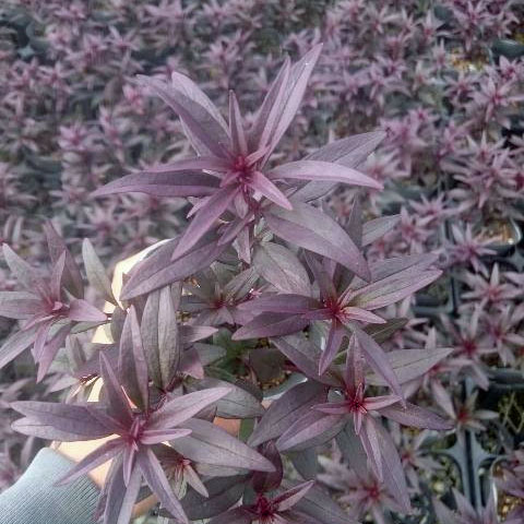 草花の苗/金魚草：ブロンズドラゴン...