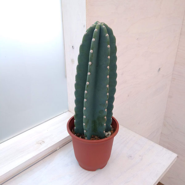 観葉植物/ハシラサボテン　5号のサムネイル