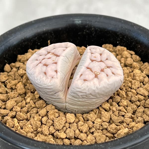 観葉植物/リトープス：網目 寿麗玉2.5号鉢植え