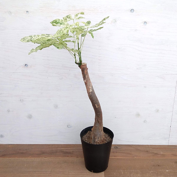 Rakuten - 観葉植物/パキラ：ミルキーウェイ 6号ポット
