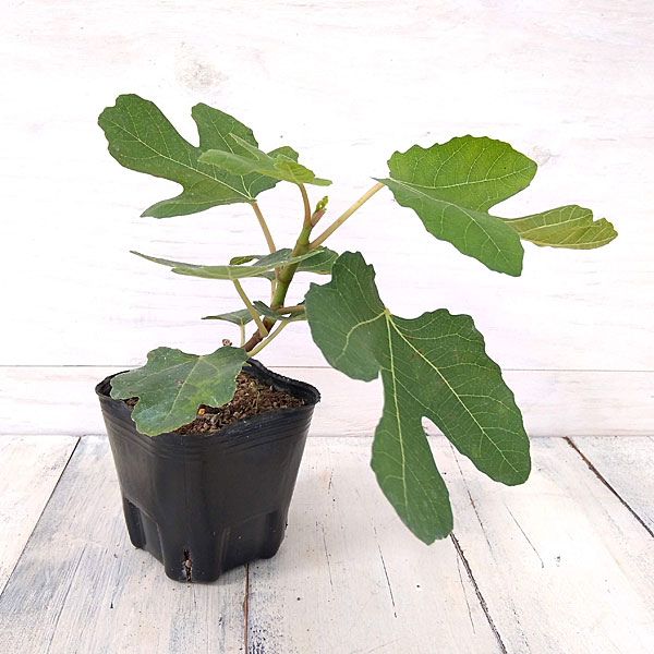 果樹の苗/イチジク：サルタン3号ポット