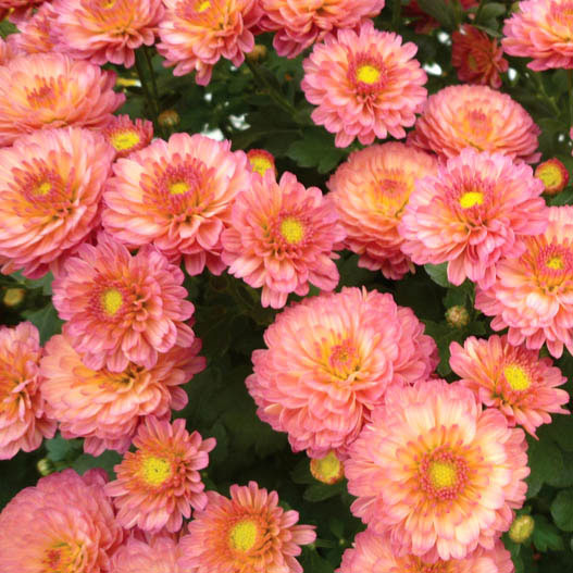 草花の苗/ガーデンマム：ジジ　コーラル3.5号ポットのサムネイル