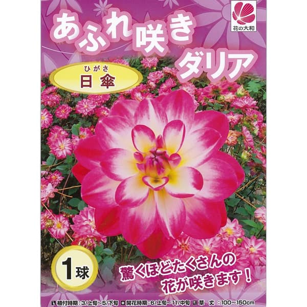 小型 春植え球根球根/ダリア（あふれ咲き）：日傘（ひがさ） 1球入りダリアの中でも花付きが非常によく、株いっぱいにあふれるように咲く品種を選抜しました。2節育ったところで先端の芽を摘み取ることで、1、2節目の枝からたくさんの花が咲くようになります。タイプ：キク科の非耐寒性の球根植物草丈：100〜150cm開花期：6〜11月植付け適期：3〜5月用途：庭植え・花壇・切花・鉢植え日照：日向向き栽培方法：日当たり・水はけのよい土に植えてください。植付け時に堆肥などを混ぜると大きく生長します。アブラムシが発生しやすいので、浸透性殺虫剤をまくなどして予防してください。冬の寒さには弱いので、晩秋に地上部が枯れたら球根を掘りあげて室内の風通しのよい場所に保管して春にまた植えつけるか、鉢植えのまま室内に取り込んで冬越しさせてください。堀り上げる場合は、芽を折らないようご注意ください。※ダリアの球根は、秋〜冬にかけて掘り上げたものを保存してお届けしている関係上、イモの部分が柔らかいあるいは萎びた状態になっている場合がございます。この状態は植えつけ及び開花には問題ございませんので、予めご了承下さいませ。■この商品はヤマトコンパクトにてお届けのため、以下の地域については、下記サービスについてはお受けできません。（北海道、東北、中国、四国、九州、沖縄届けの場合）・代金引換決済 ※球根の表皮が剥けていたり、細かな傷がある場合がございます。生育には支障ありませんので予めご承知おきください。ダリア（あふれ咲き）：日傘（ひがさ） 1球入りの栽培ガイド秋植え球根のダブルデッカー植え球根の植付け秋植え球根ダリアの管理