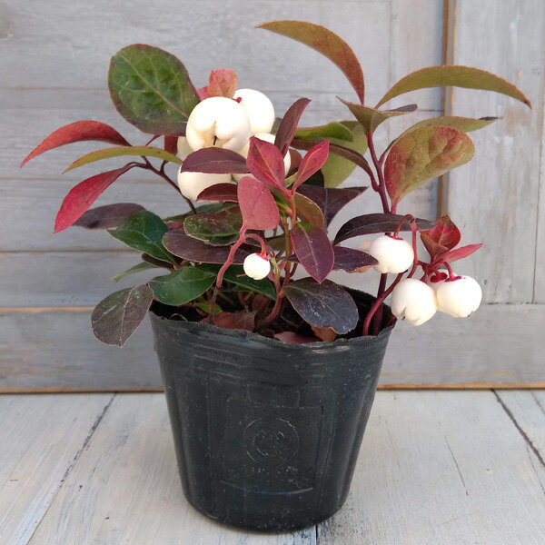 花木 庭木の苗/チェッカーベリー：ビックベリーホワイト（白実）3号ポット