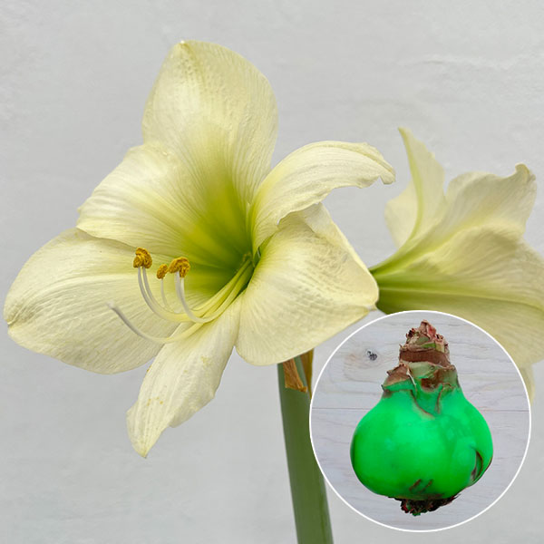 球根/（わけあり特価）アマリリス：メイクアップアマリリス・ライム