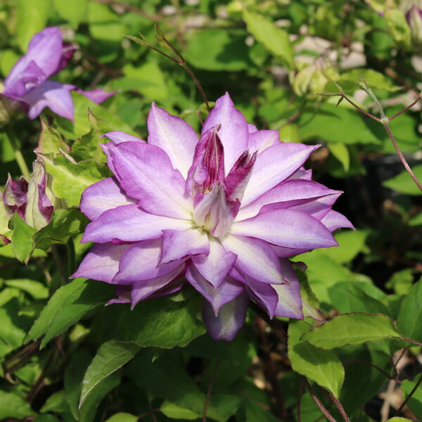 クレマチスの苗/クレマチス：あなたの心を映す鏡3.5号ロングポット（パテンス系）