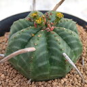 観葉植物/ユーフォルビア:バリダ 3号