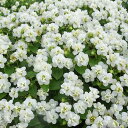 エキザカム:セミダブル ホワイト4号鉢植え