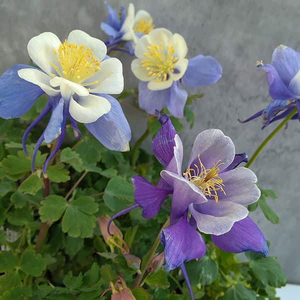 草花の苗/オダマキ（アクレイギア）：アーリーバード　ブルーホワイト3-3.5号ポットのサムネイル