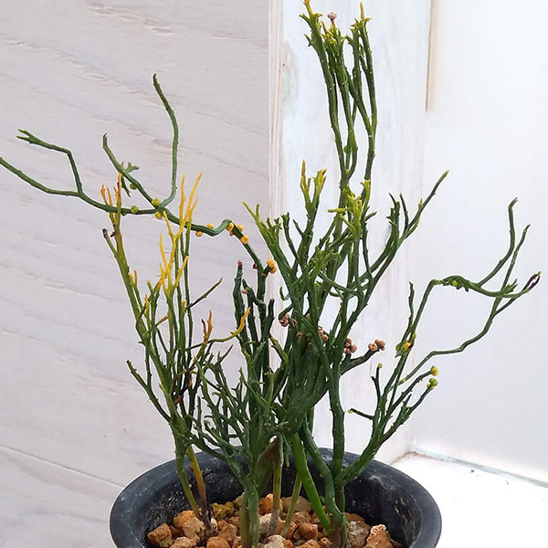 観葉植物/マツバラン：麒麟角（キリンカク）3.5号鉢植え