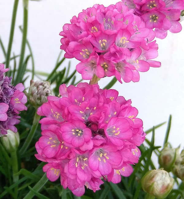 ��֤���/�����ꥢ������ޥ� ������3-3.5��ݥå�