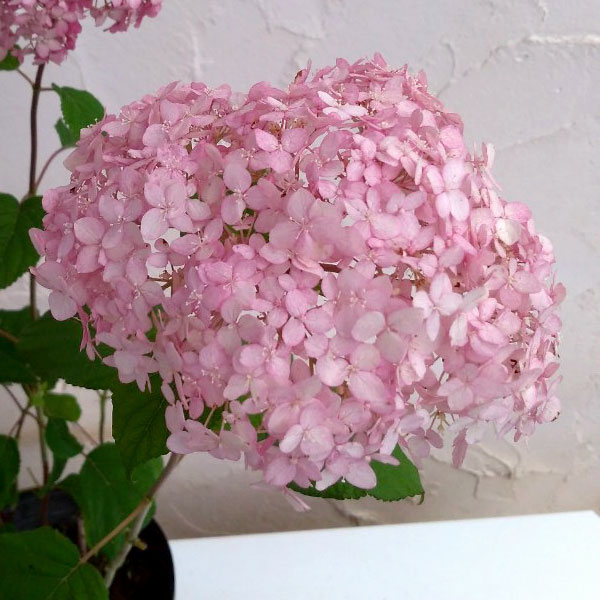 花木 庭木の苗/アジサイ（アメリカ）：ピンクアナベル ピンカーベル4.5-5号ポットのサムネイル