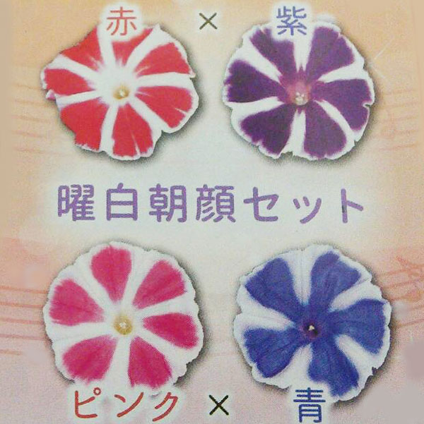 草花の苗/[送料無料]アサガオデュオ曜白朝顔花色おまかせ3号ポット28株セット