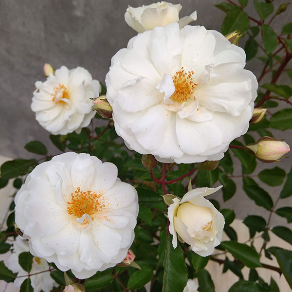 バラの苗/つるバラ：プロスペリティ6号鉢植えのサムネイル