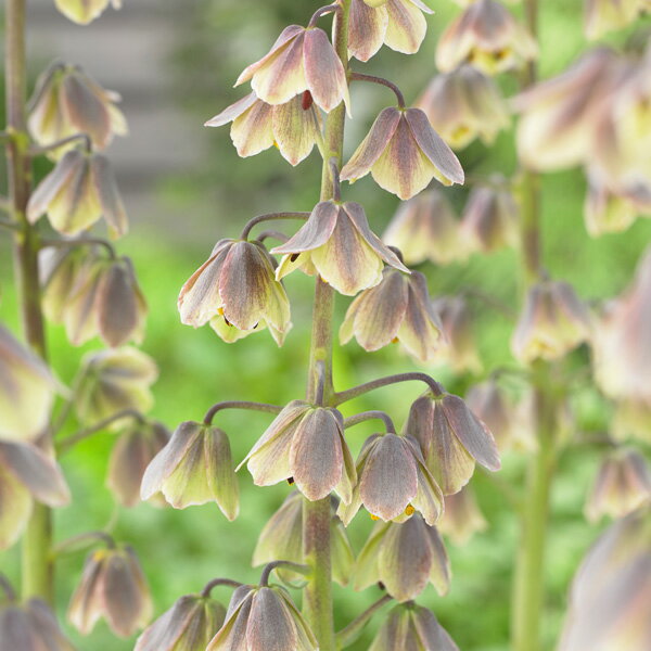 球根/フリチラリア：ペルシカ　グリーンドリームズ1球入りのサムネイル