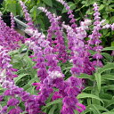 草花の苗/サルビア レウカンサ アメジストセージ3〜3.5号ポット