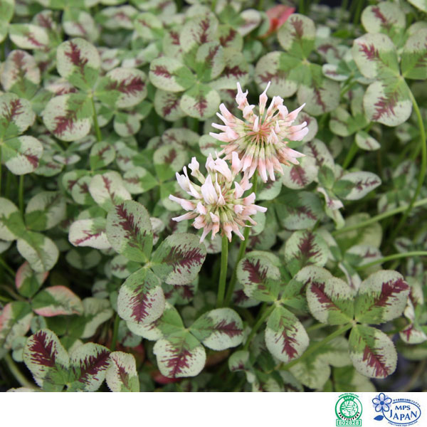 草花の苗/クローバー：ティントルー...