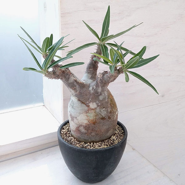 パキポディウム グラキリス 現地株 M ル430 「現地株」パキポディウム グラキリス M 抜き苗 マ323 塊根植物