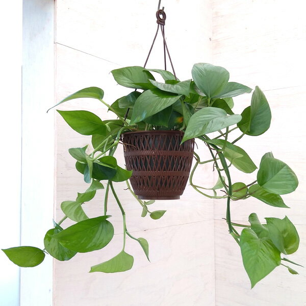 ポトス 観葉植物/ポトス：パーフェクトグリーン　5号吊り鉢