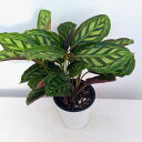 観葉植物/(わけあり特価)カラテア:フレームスター5号鉢植え