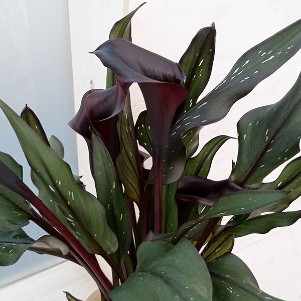 カラー：メモリーズ 5号鉢植え