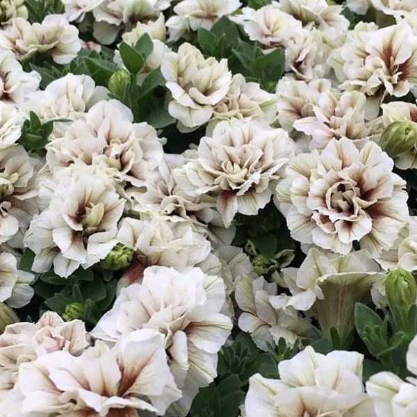 草花の苗/[送料無料]ペチュニア：ホイップマカロン ショコラブラン3-3.5号ポット 12株セット