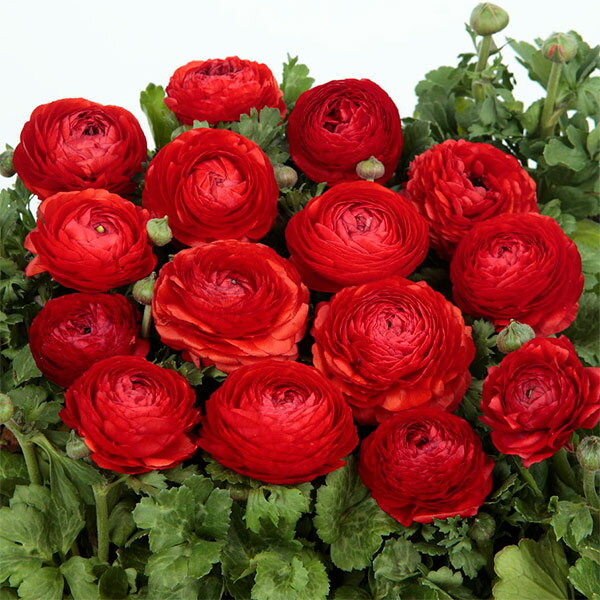 楽天市場】ワンダーランド（カラーレッド）の通販