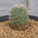 観葉植物/サボテン：ツルビニカルプス ネリサエ（サウエリ亜種ネリサエ） 2.5号鉢植え