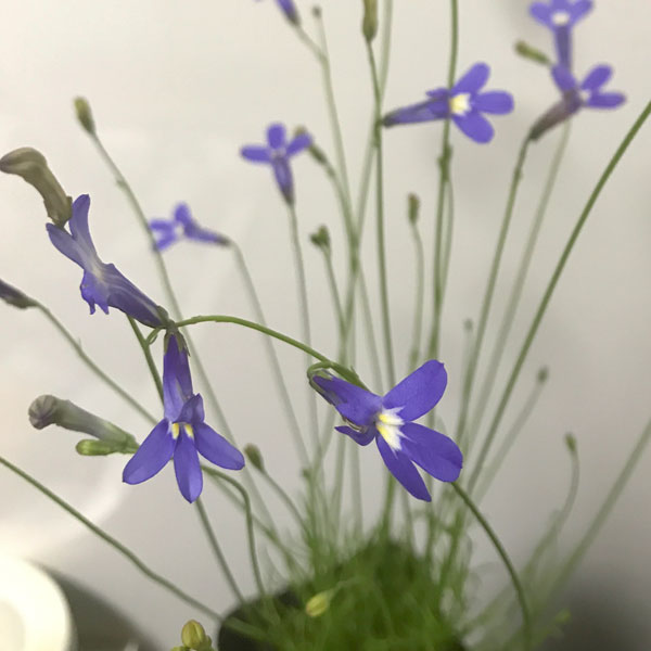 草花の苗/宿根ロベリア：パラシオンブルー4号鉢植え 2株セット