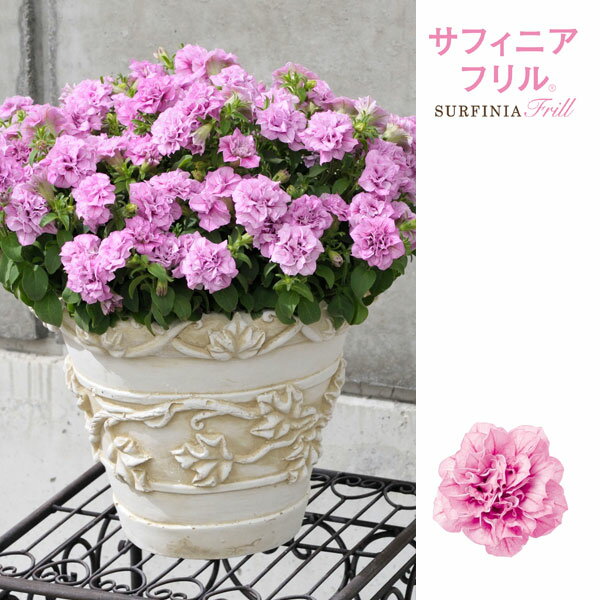 草花の苗/ペチュニア：サフィニアフ...