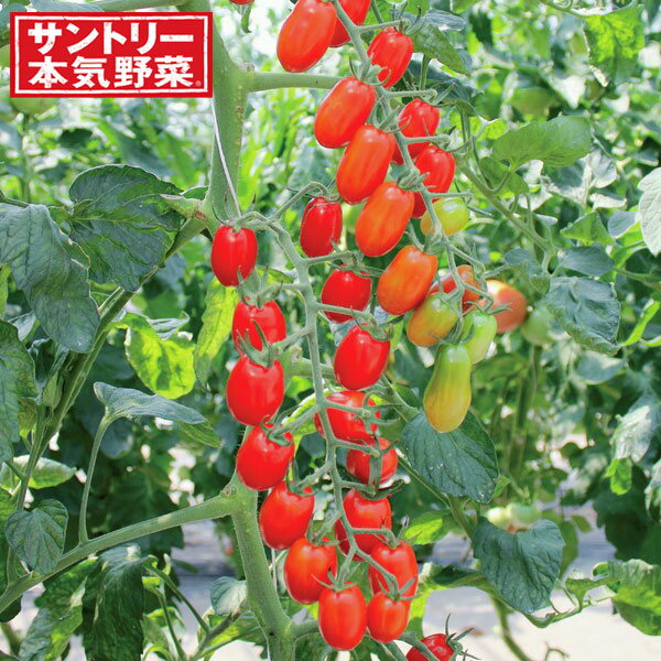 野菜の苗/ミニトマト：純あま自根苗...