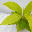 観葉植物/フィロデンドロン:マレービューティー 3号ポット 2株セット