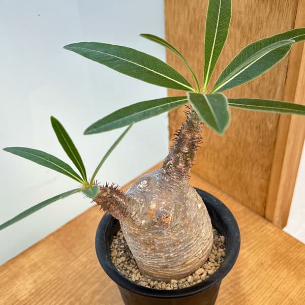 楽天市場】グラキリス(サイズ(植木鉢)~ 3号)の通販 楽天市場】グラキリス(サイズ(植木鉢)~ 3号)の通販