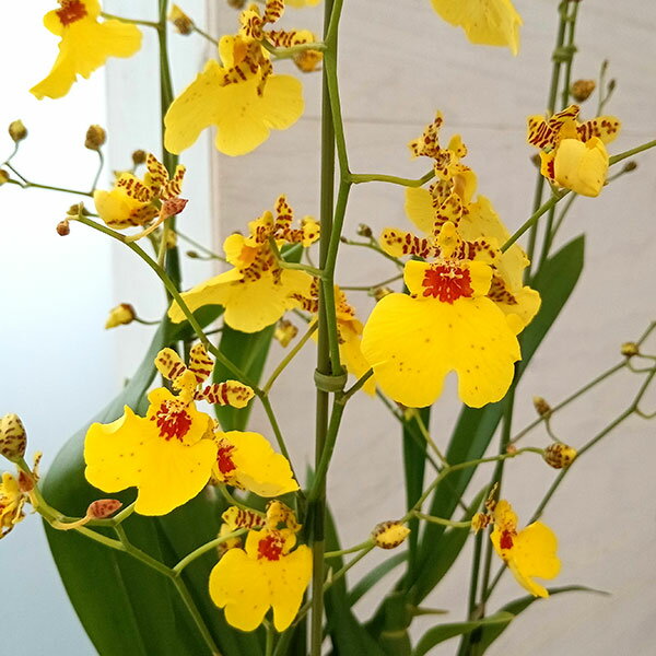 (わけあり特価)オンシジウム:アロハイワナガ3本立ち6号鉢植え