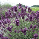 ハーブの苗/ラベンダー:ラバンス ディープパープル3号ポット
