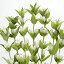草花の苗/切り花向きリンドウ:白花2.5号ポット 606円