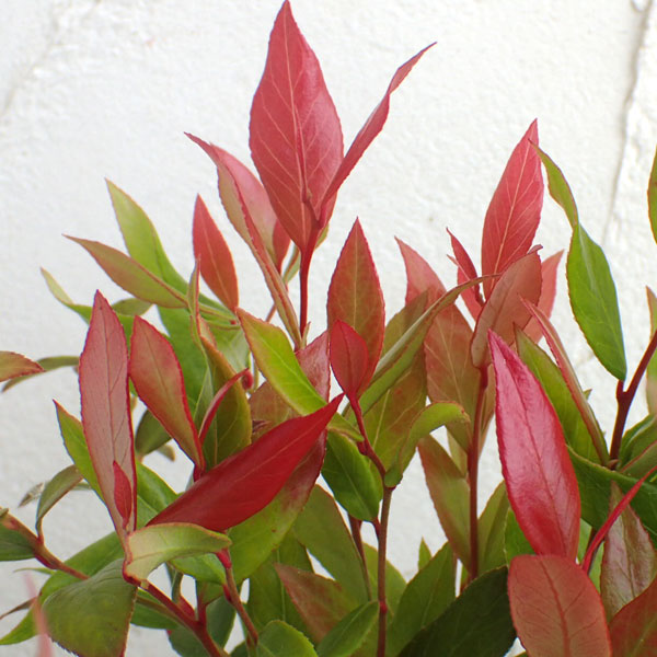 花木 庭木の苗/西洋イワナンテン（岩南天）：リトルフレーム3-3.5号ポット