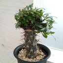 観葉植物/パキポディウム:ラメリー(綴化接木)4号23-01