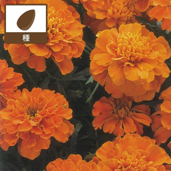 フレンチマリーゴールド：ボナンザ ディープオレンジ[タキイ 花タネ]