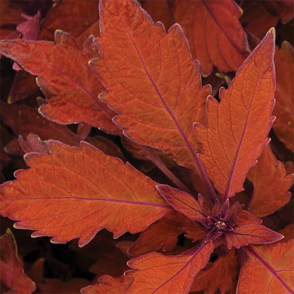 草花の苗/コリウス：フレームスローワー　ハバネロ3.5号ポットのサムネイル