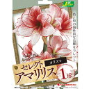 球根/アマリリス：カリスマ　1球入り