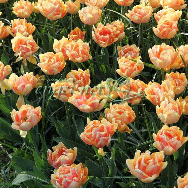 チューリップ：フォクシーフォックストロント1球植え芽出し3号深ポット