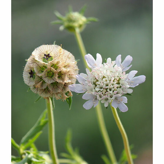 草花の苗/スカビオサ：ドラムスティック3.5号ポット