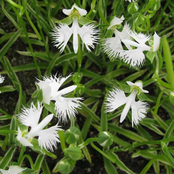 サギソウ 鷺草 の花言葉と誕生花 花の持つ言葉