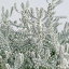 草花の苗/サントリナ:雪のサンゴ礁(シルバーサントリナ)2.5号ポット 432円