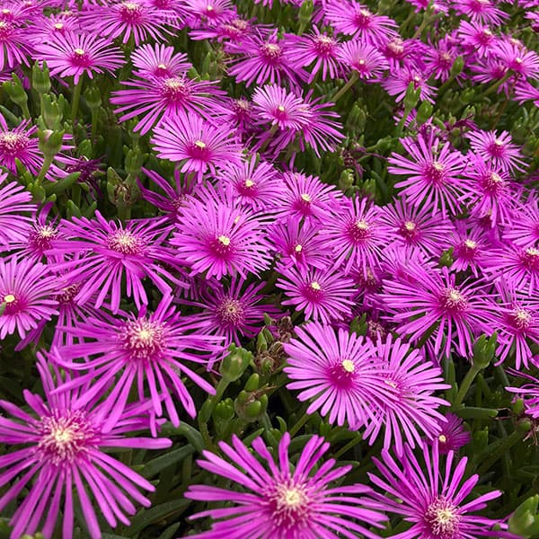 草花の苗/マツバギク：ピンク3号ポット 2株セット