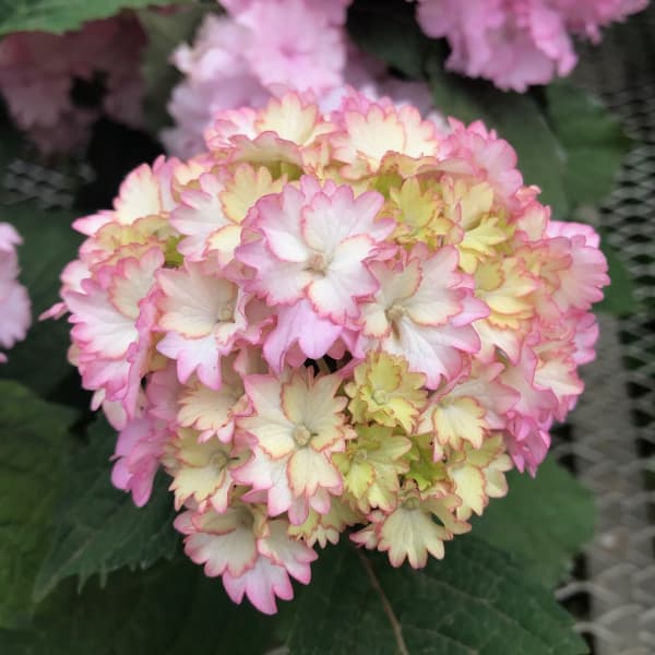 花木 庭木の苗/アジサイ：Sweet Angle（スイートエンジェル）3.5号ポット