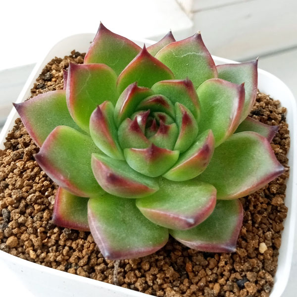 観葉植物/エケベリア：ムーンストーン 2.5号ポット